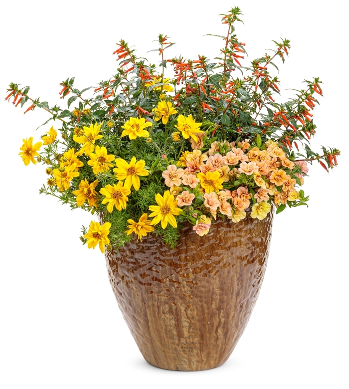 Large Firecracker Plant - Cuphea hybrid 'Vermillionaire™'