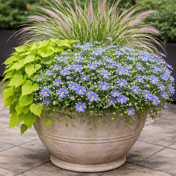 'Forever Blue' Blue Felicia Daisy - Felicia 