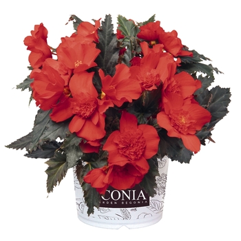 Begonia boliviensis 'I'Conia'