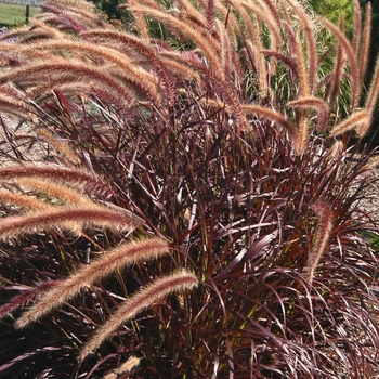 Pennisetum setaceum 'Rubrum' ' Rubrum Purple Fountain Grass'