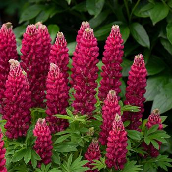 Lupinus polyphyllus 'Gallery Mini Red'