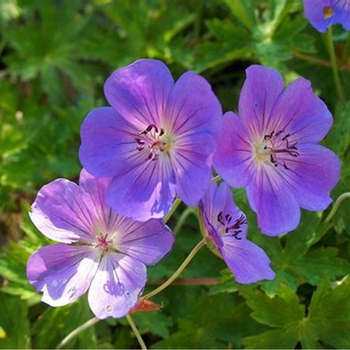 Geranium Roxanne