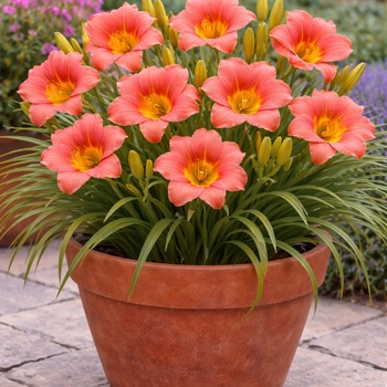 Hemerocallis South Seas