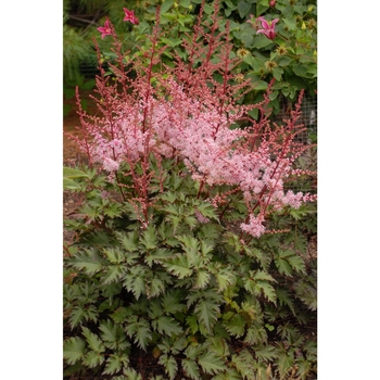 Astilbe Chinensis Delft Lace