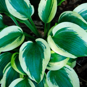 Hosta hybrid