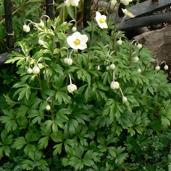 Anemone sylvestris