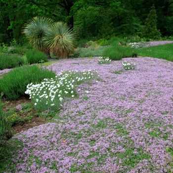 Thymus praecox 'Purple Carpet' 