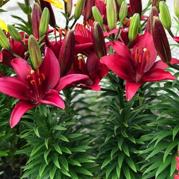 Lilium asiaticum 'Tiny Ghost'
