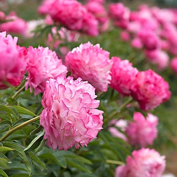 Paeonia x Joker 