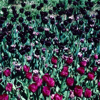 Tulipa hybrid 'Queen of the Night'