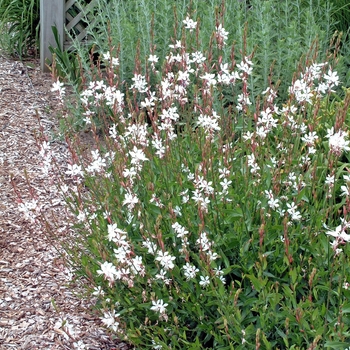 Gaura lindheimeri