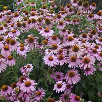 Echinacea 'Magnus' Coneflower