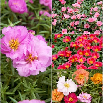 Portulaca Varieties