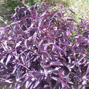 Setcreasea pallida 'Purple Queen' (Wandering Jew)