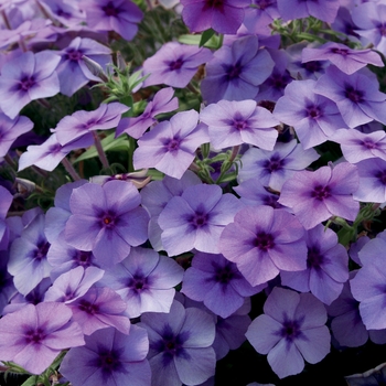 Phlox 