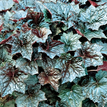 Heuchera americana