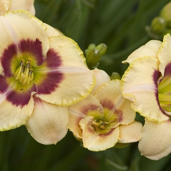 Hemerocallis 