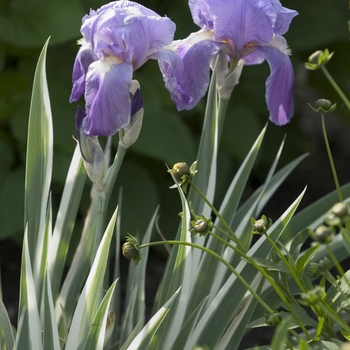 Iris pallida 'Variegata' (Sweet Iris)
