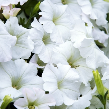Petunia 