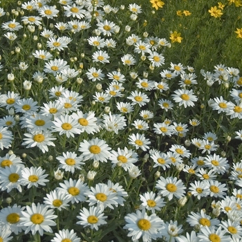 Leucanthemum superbum ''Snowcap''