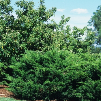 Juniperus chinensis ''Sea Green''