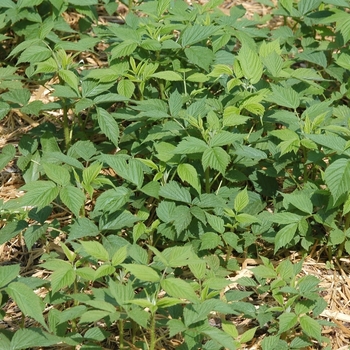 Rubus idaeus var. strigosus 'Heritage'