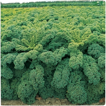 Brassica oleracea 'Winterbor'