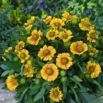 Gaillardia x 'Arizona Apricot'