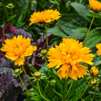 Coreopsis Golden Sphere