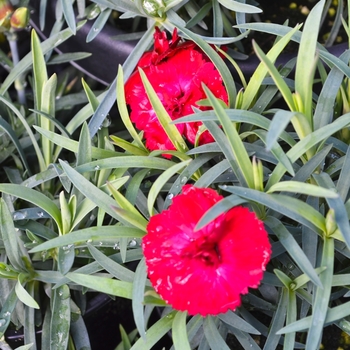 Dianthus 'Early Bird 'Chili'