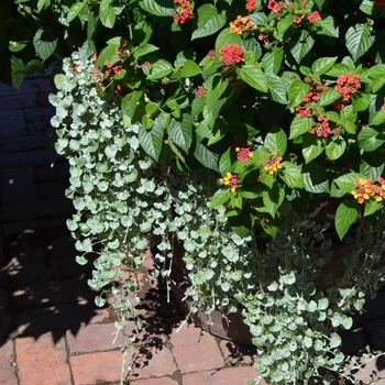 Dichondra repens 'Silver Falls'