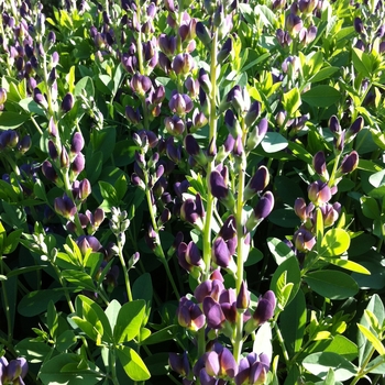Baptisia (False Indigo)