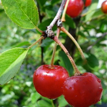 Cherry 'Bali'