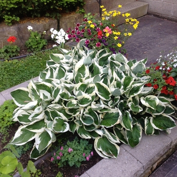 Hosta (Plantain Lily)