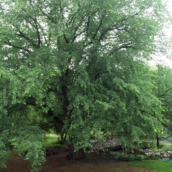 Ulmus americana