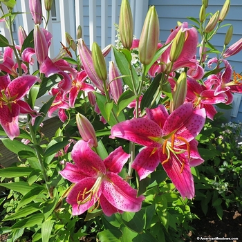 Lilium Oriental Stargazer 