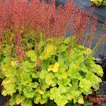 Heuchera 'Northern Exposure Lime'