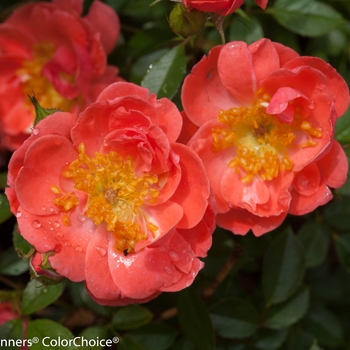 Rosa (Shrub Rose)