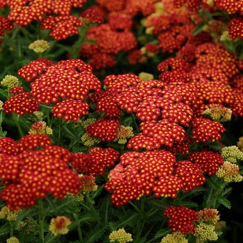 Achillea millefolium 'Strawberry Seduction'