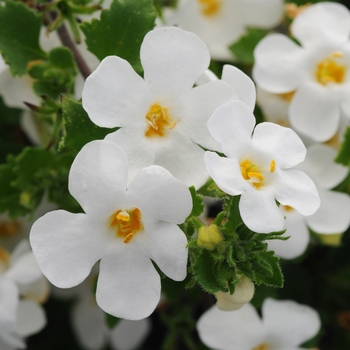 Sutera cordata (Bacopa)
