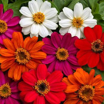 Zinnia hybrid 'Profusion Mix'