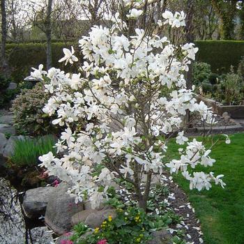 Magnolia x loebneri 'Merrill'