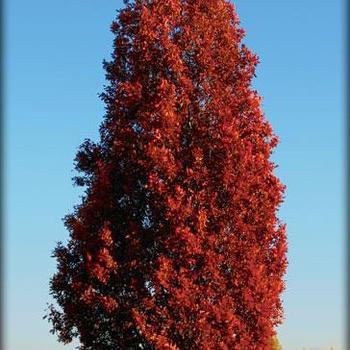 Quercus 'Crimson Spire' 