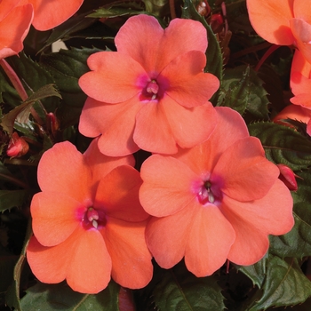 Impatiens ()