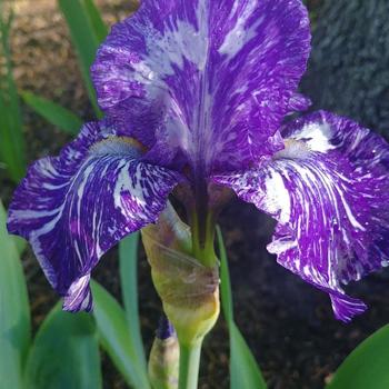 Batik Bearded Iris 