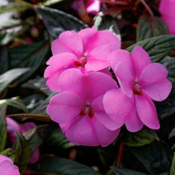 Impatiens 