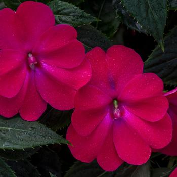 Impatiens 