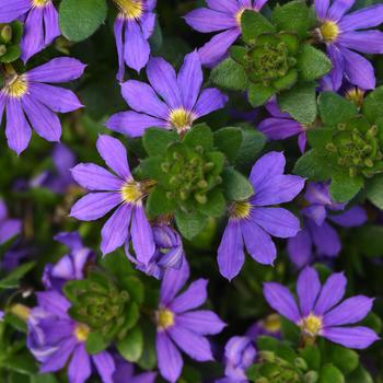 Scaevola 