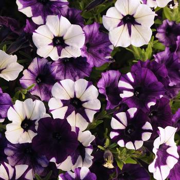 Petunia 