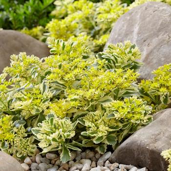 Sedum takesimense 'Atlantis'